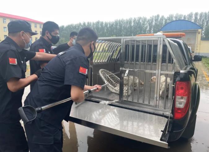 犬类管理大队接到大洼区唐家镇马家铺村村民报警求助:村里有流浪狗