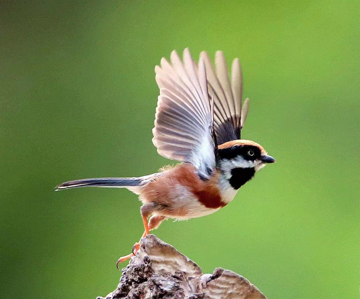 静如处子啥意思(静如处子是成语吗)