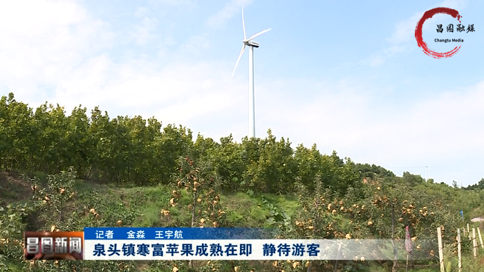 成熟在即昌图县泉头寒富苹果约起