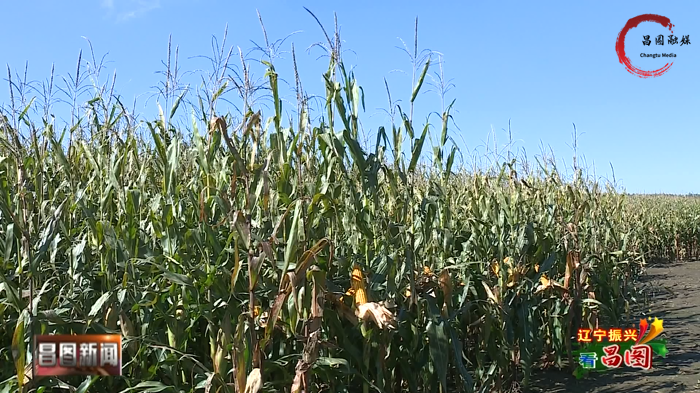 昌图县大田玉米长势喜人丰收在望