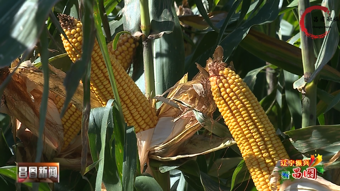 昌图县大田玉米长势喜人丰收在望