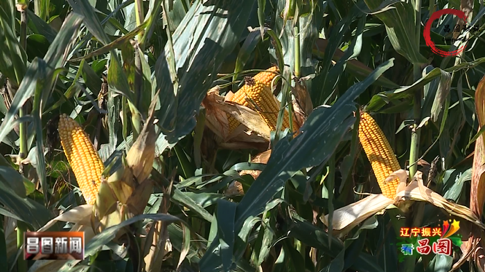 昌图县大田玉米长势喜人丰收在望