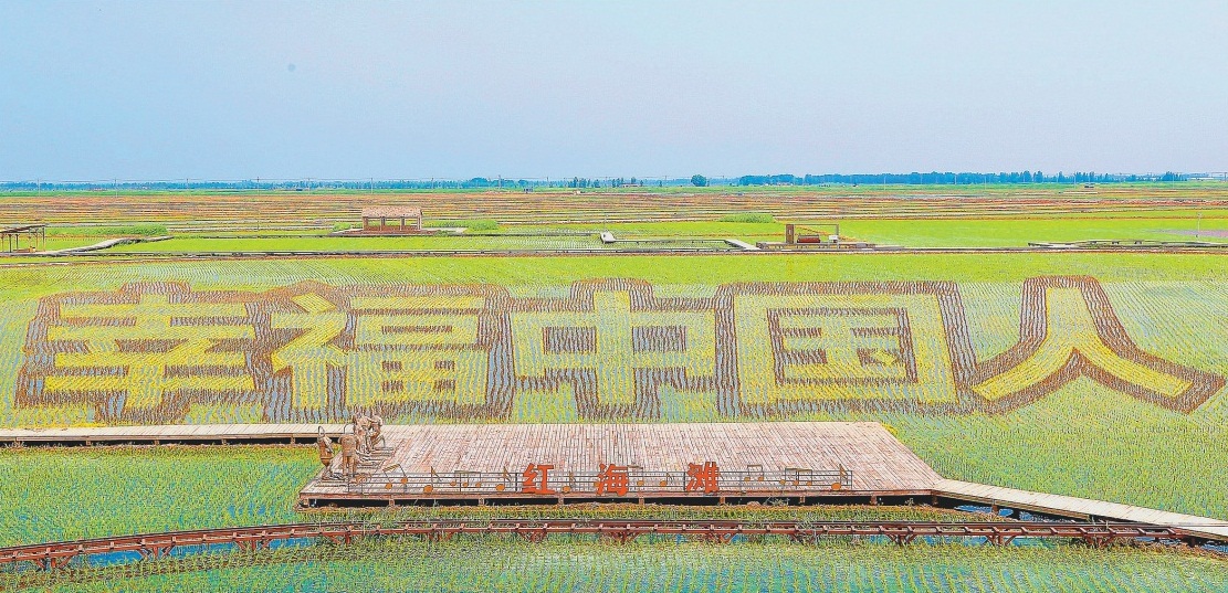 巨幅主题稻田画亮相盘锦红海滩