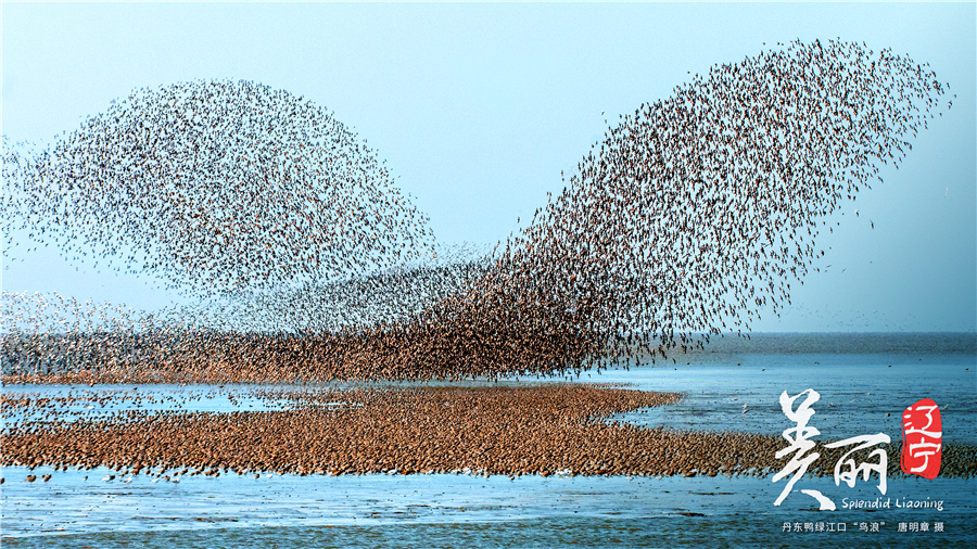 美丽辽宁丹东鸭绿江口鸟浪