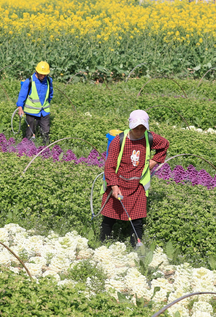 农忙在春天里