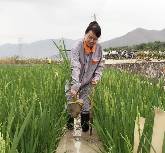 劳动者故事农科专家郑文静扎根田间破解农业卡脖子难题