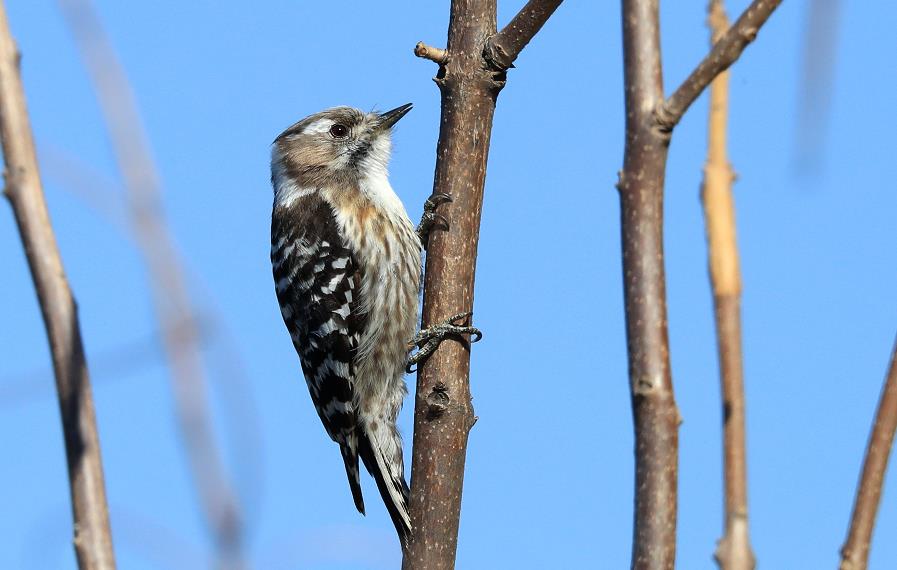 【美丽辽宁】家乡的啄木鸟-东北新闻网