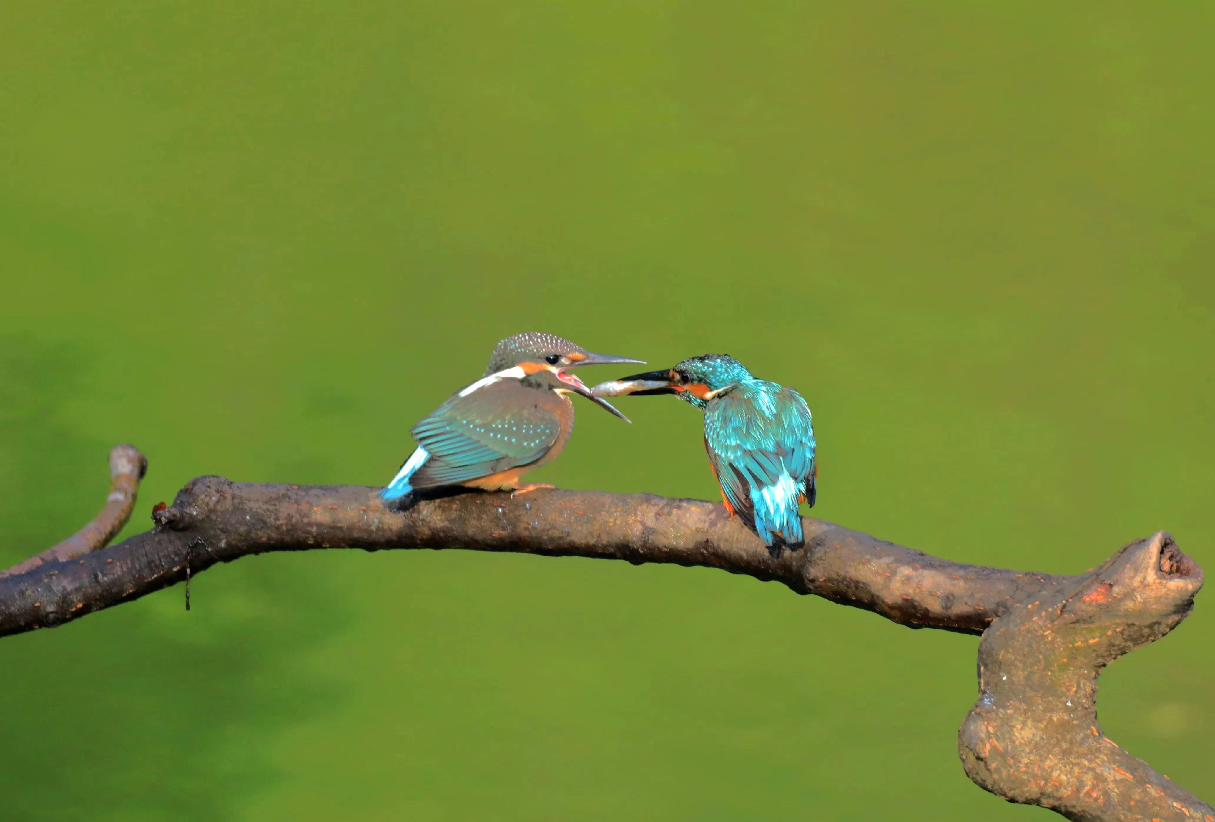 美丽辽宁翠鸟戏舞翩跹