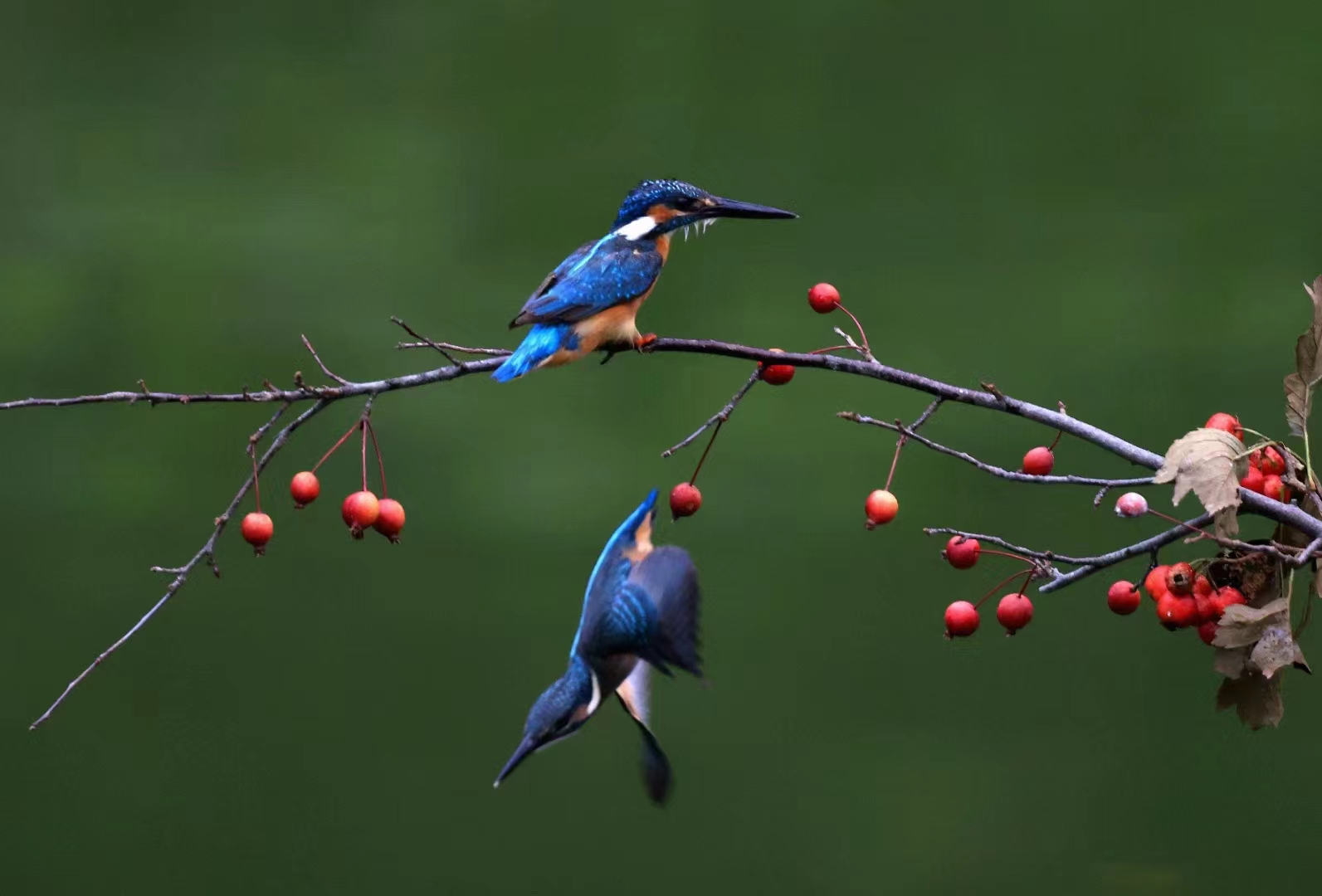 美丽辽宁鸟戏枝头