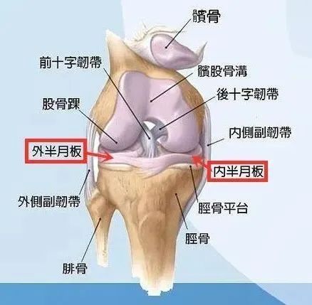 膝盖的“头号杀手”——半月板损伤!(图1)